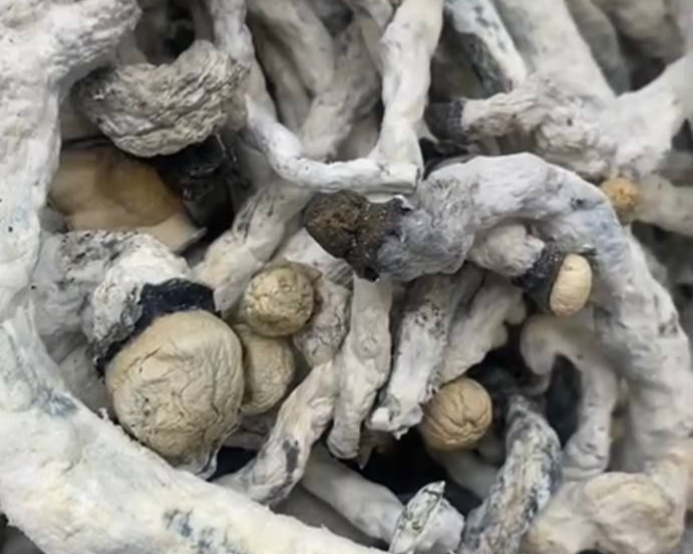 Mushroom: Thai Elephants × PE