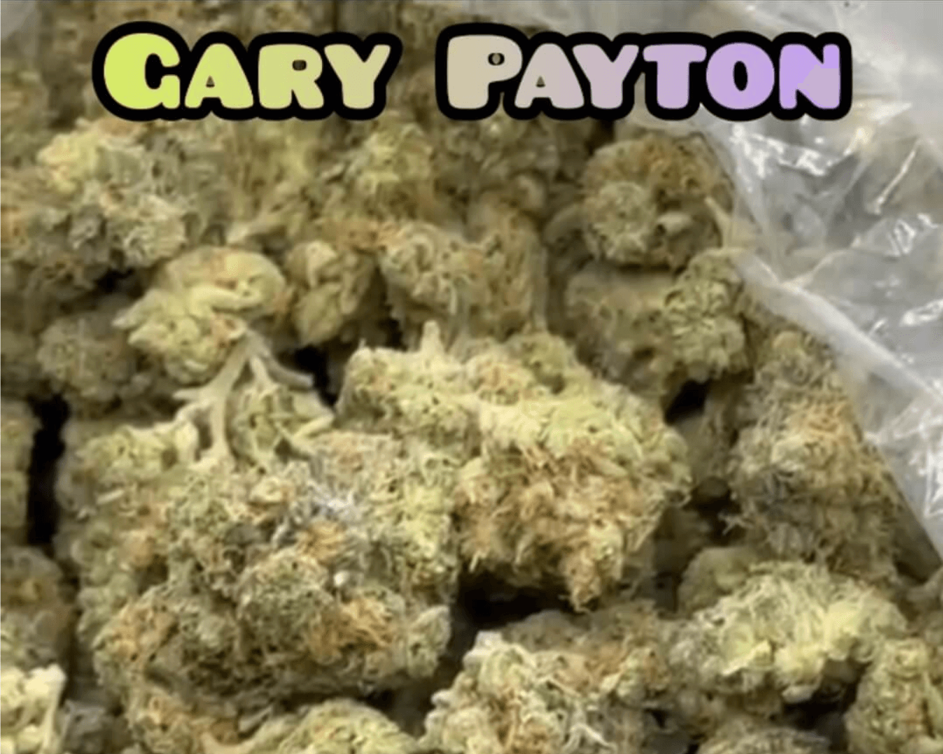 Gary Payton - Hybrid