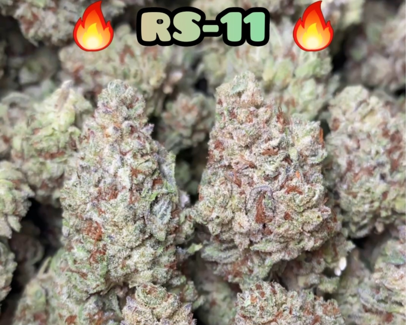 RS-11 - Indica Dominant