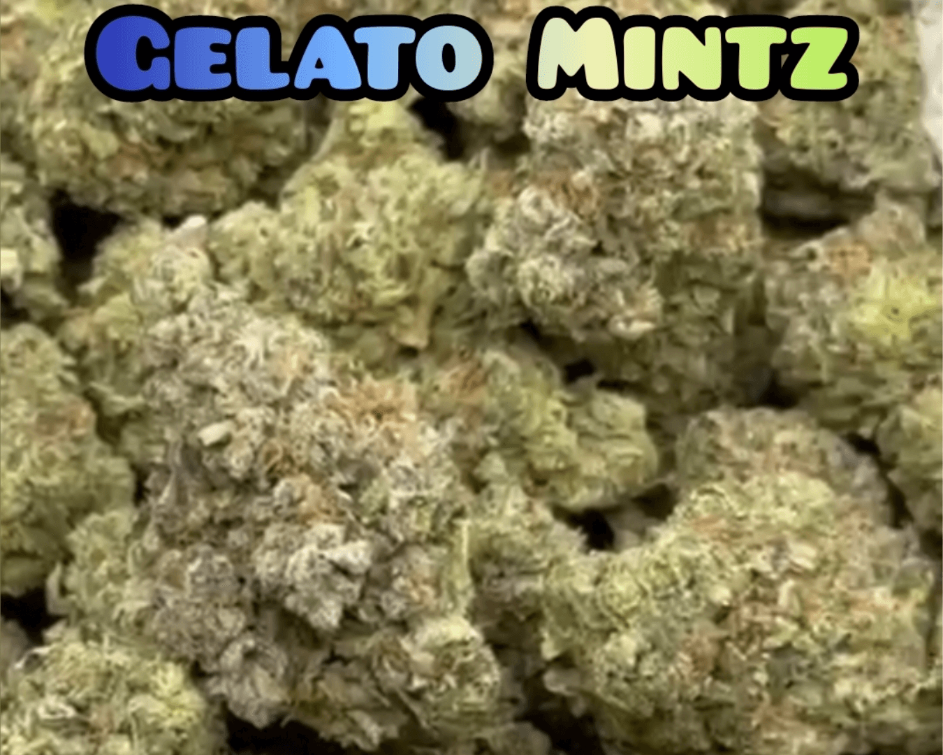 Gelato Mintz - Indica Dominant