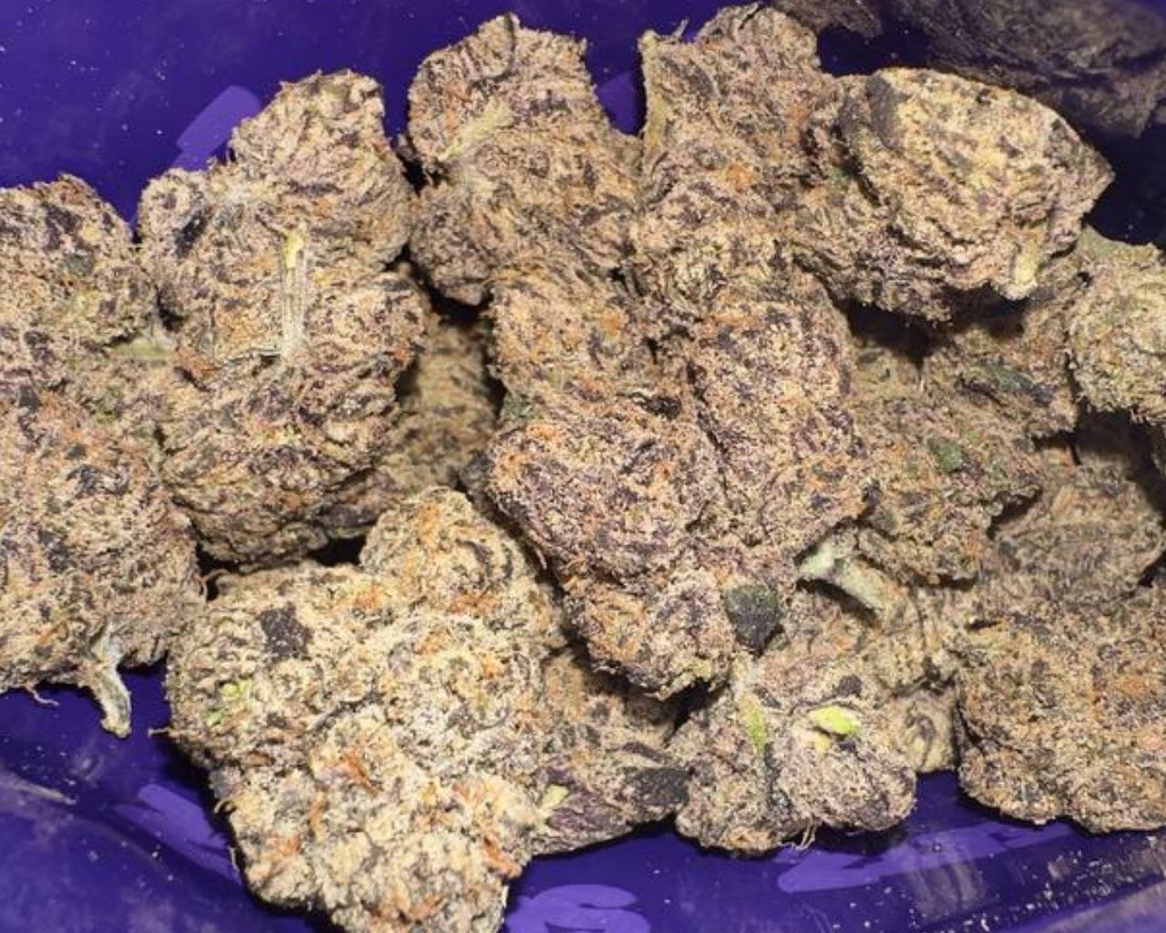 Sweetz Exotics: Bodega Bubblegum - H - 37.16%